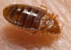 Bed-bug-Cimex-lectularius.jpg